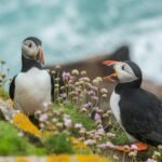 two black-and-white birds